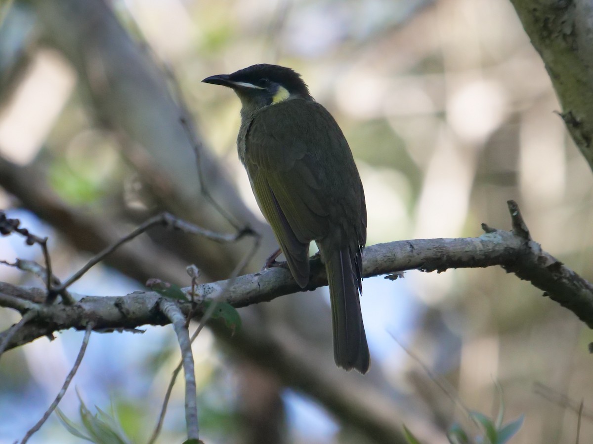 Lewin's Honeyeater - Frank Coman