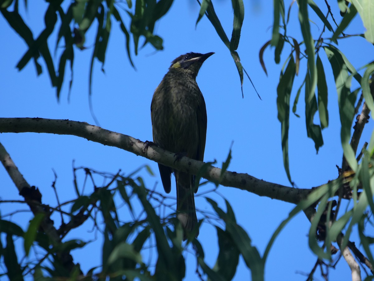 Lewin's Honeyeater - Frank Coman