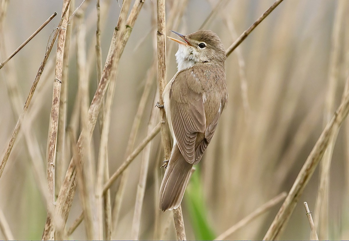 Common Reed Warbler - Edmund Mackrill