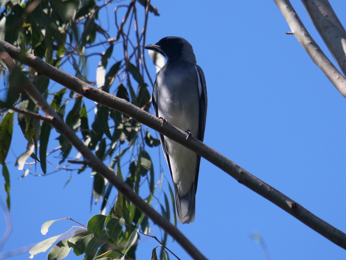 Black-faced Cuckooshrike - Frank Coman