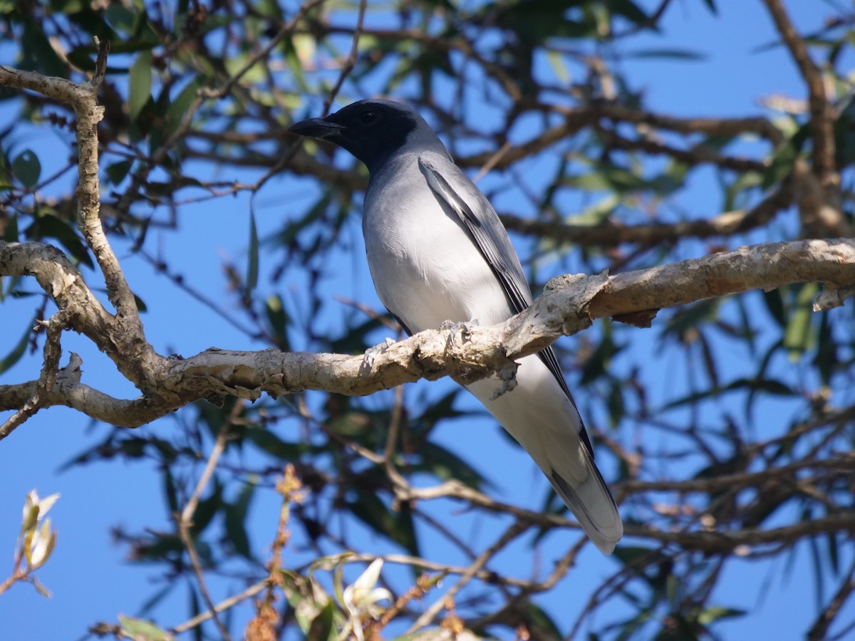 Black-faced Cuckooshrike - Frank Coman