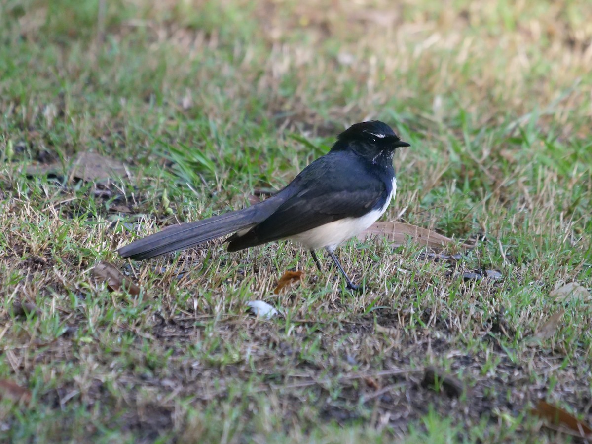 Willie-wagtail - Frank Coman