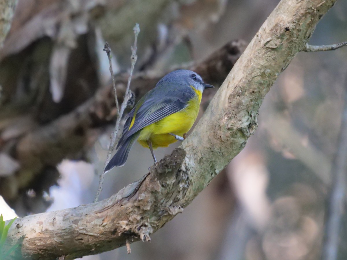 Eastern Yellow Robin - Frank Coman