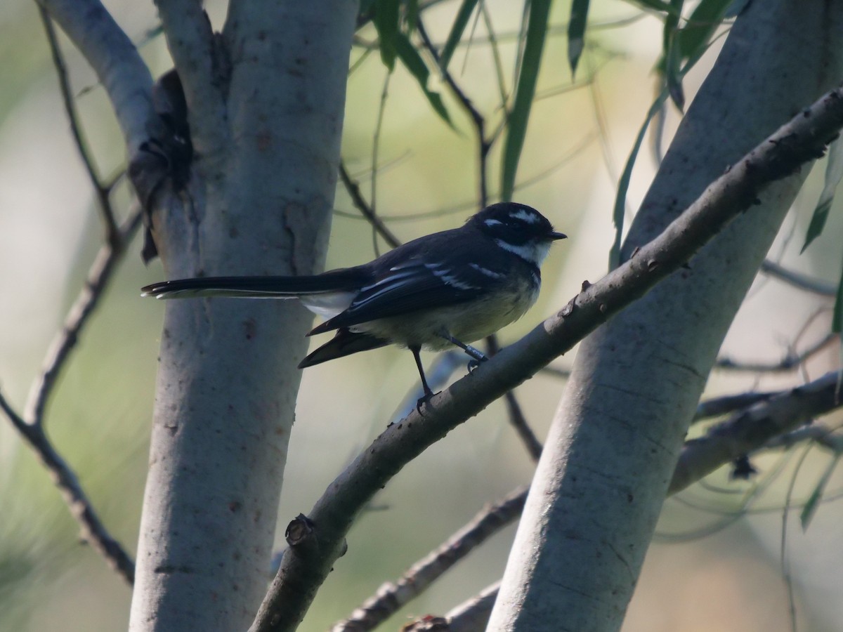 Gray Fantail - Frank Coman