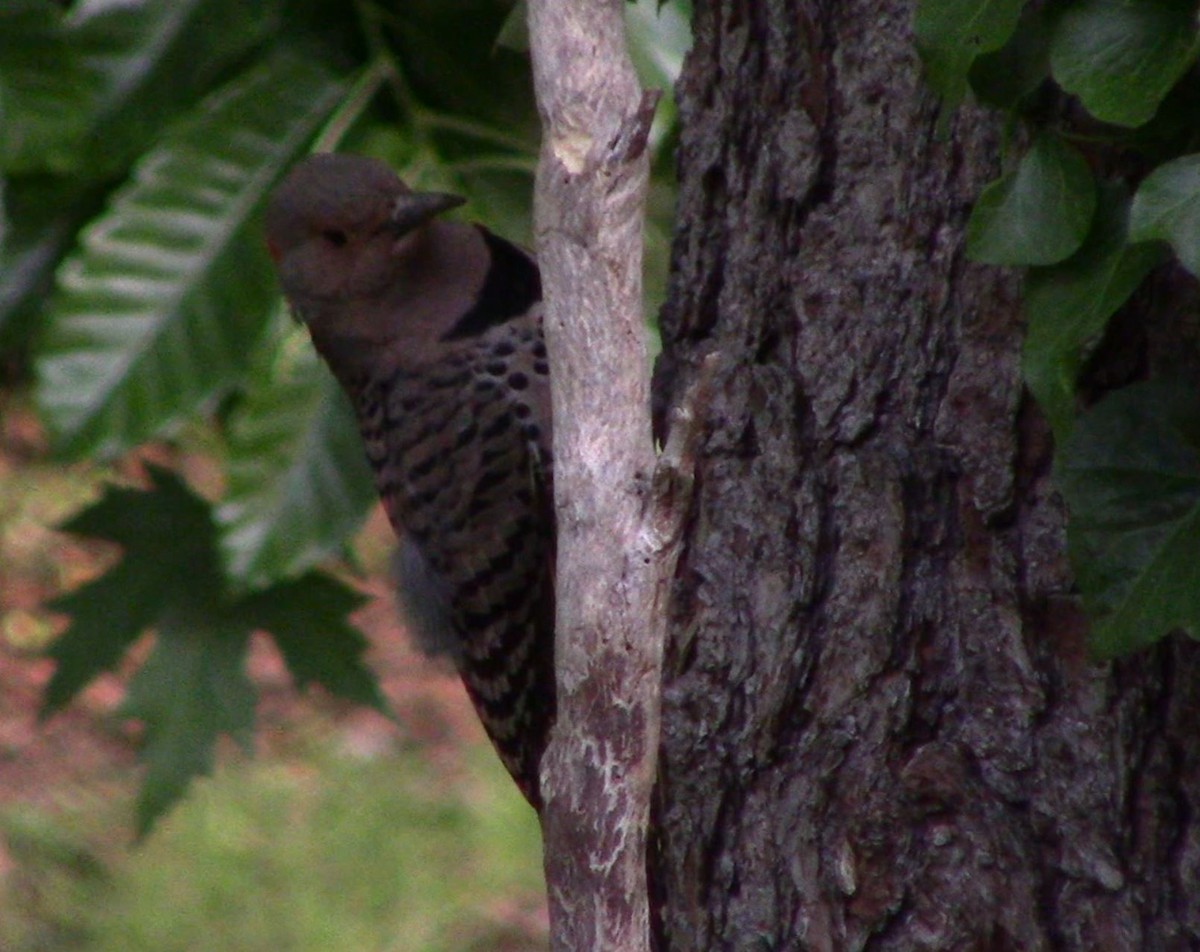 Northern Flicker - ML619171155