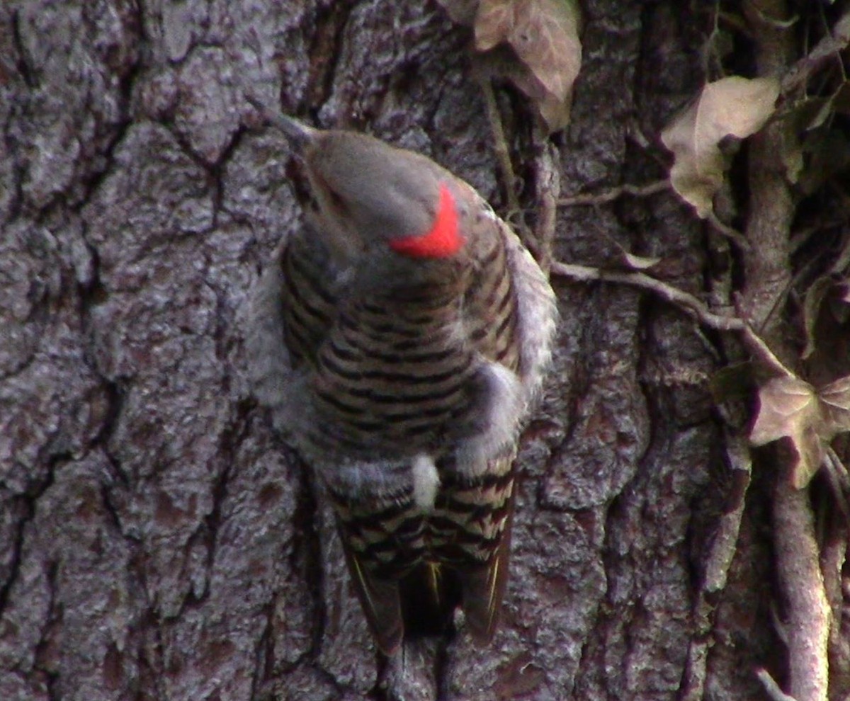 Northern Flicker - ML619171156