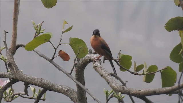 Rufous Sibia - ML619171160