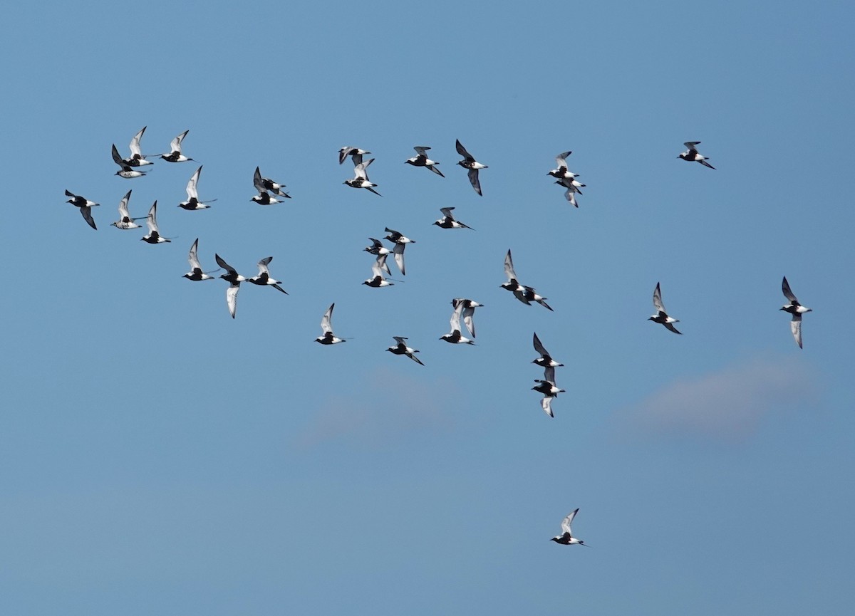 Black-bellied Plover - ML619171161