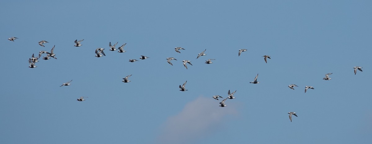 Black-bellied Plover - ML619171162