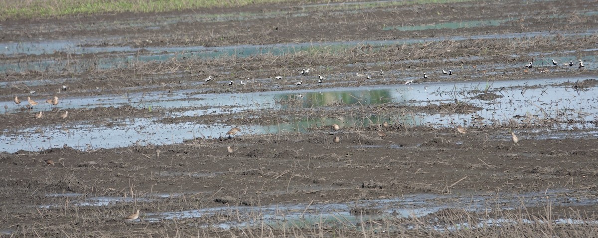 Black-bellied Plover - ML619171163