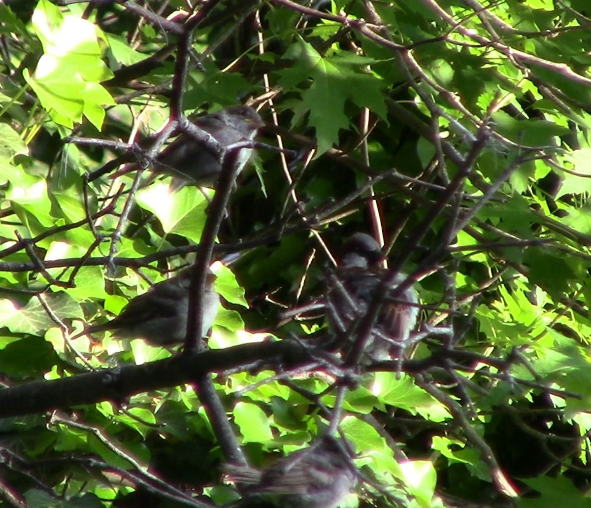 House Sparrow - Karius Kiracofe