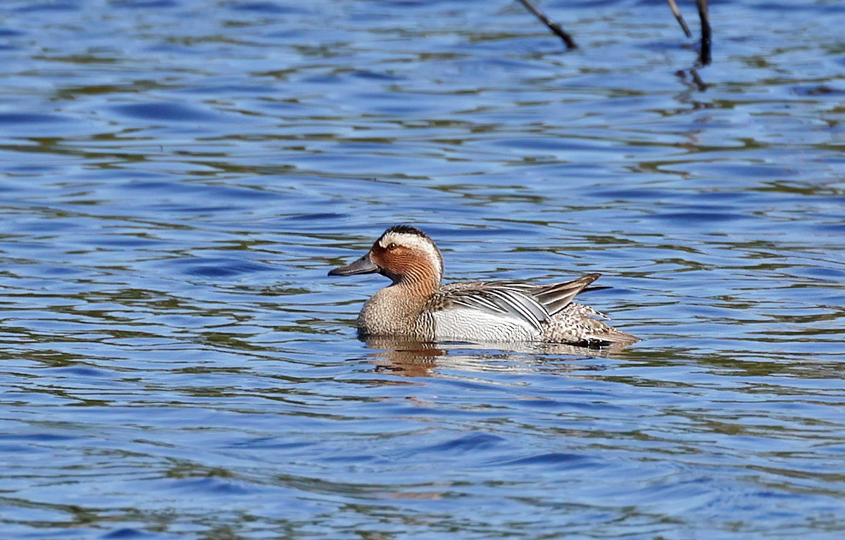 Garganey - Sampsa Cairenius