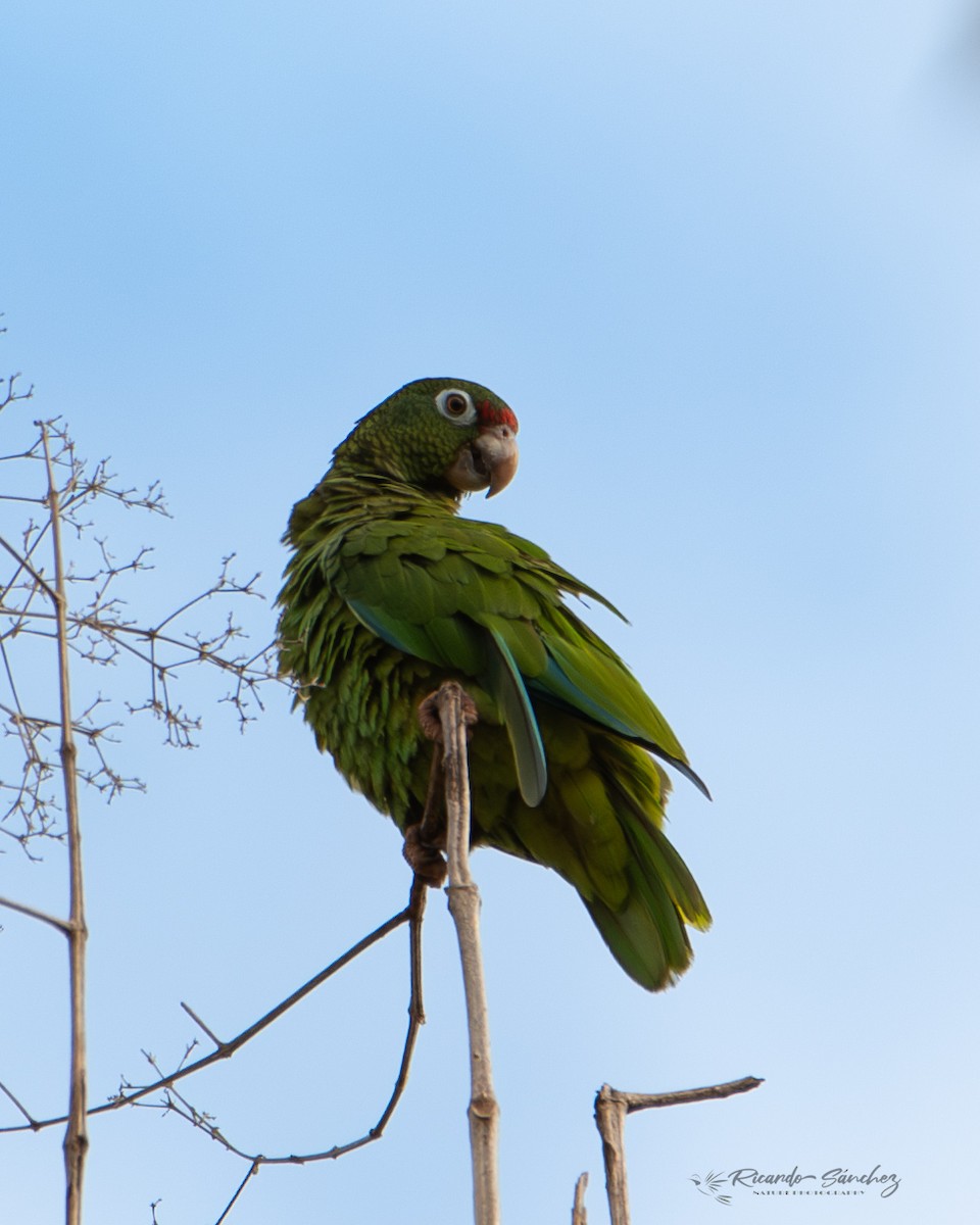 Puerto Rican Amazon - ML619171220