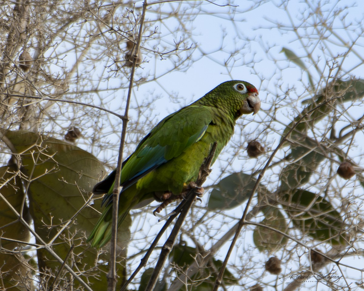 Puerto Rican Amazon - ML619171221