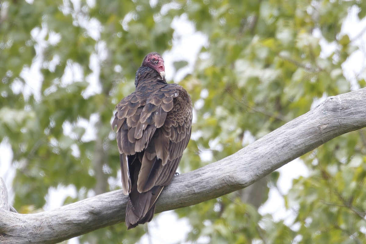 Turkey Vulture - Jeanne Verhulst