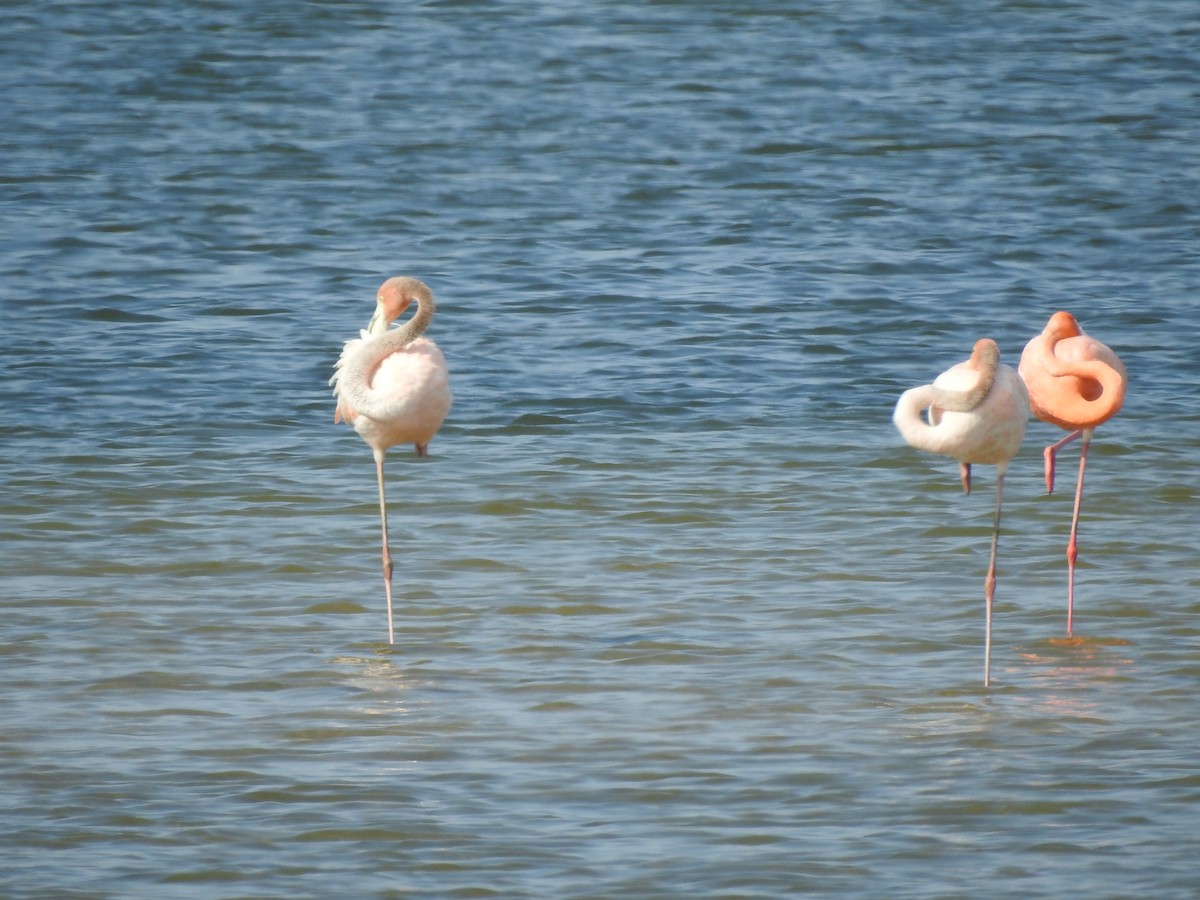 Flamant des Caraïbes - ML619171240