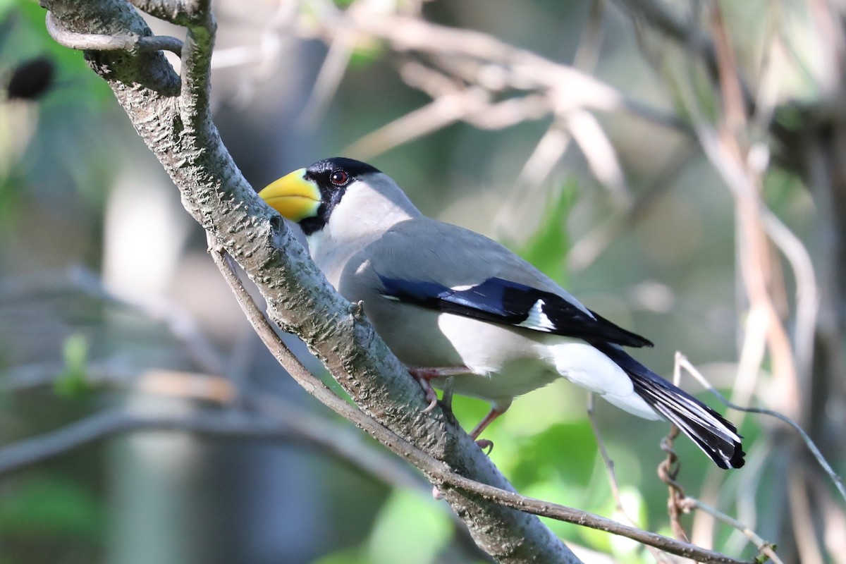 Japanese Grosbeak - Kim Eunkyung