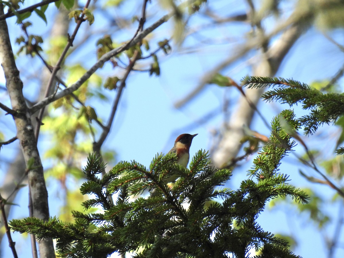 Bay-breasted Warbler - Tim Flight