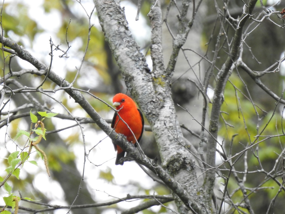 Scarlet Tanager - André St Pierre Aline Beauchemin