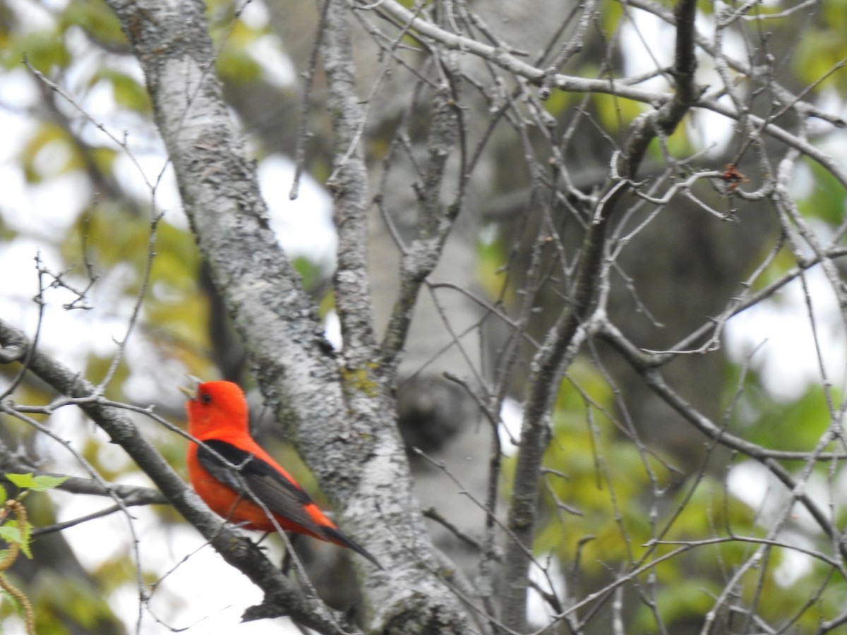Scarlet Tanager - André St Pierre Aline Beauchemin