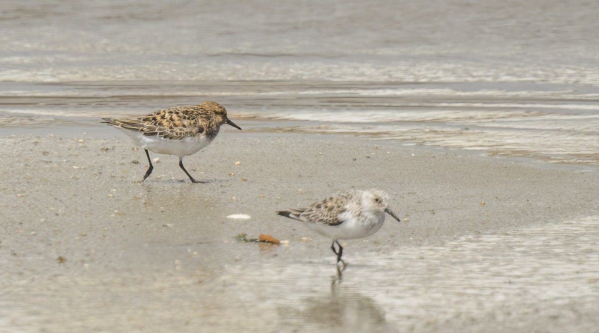 Sanderling - ML619171288