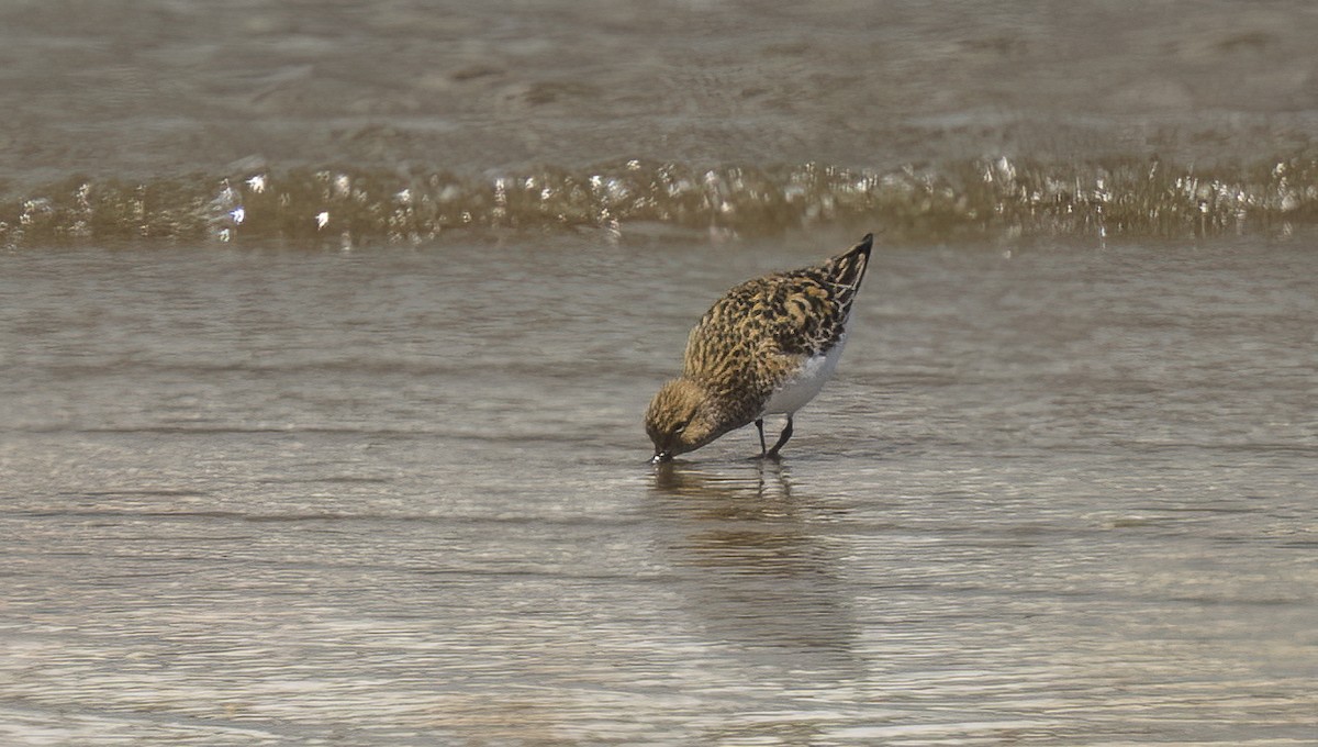 Sanderling - ML619171307