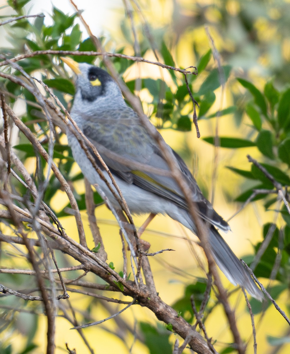 Noisy Miner - Tania Splawa-Neyman