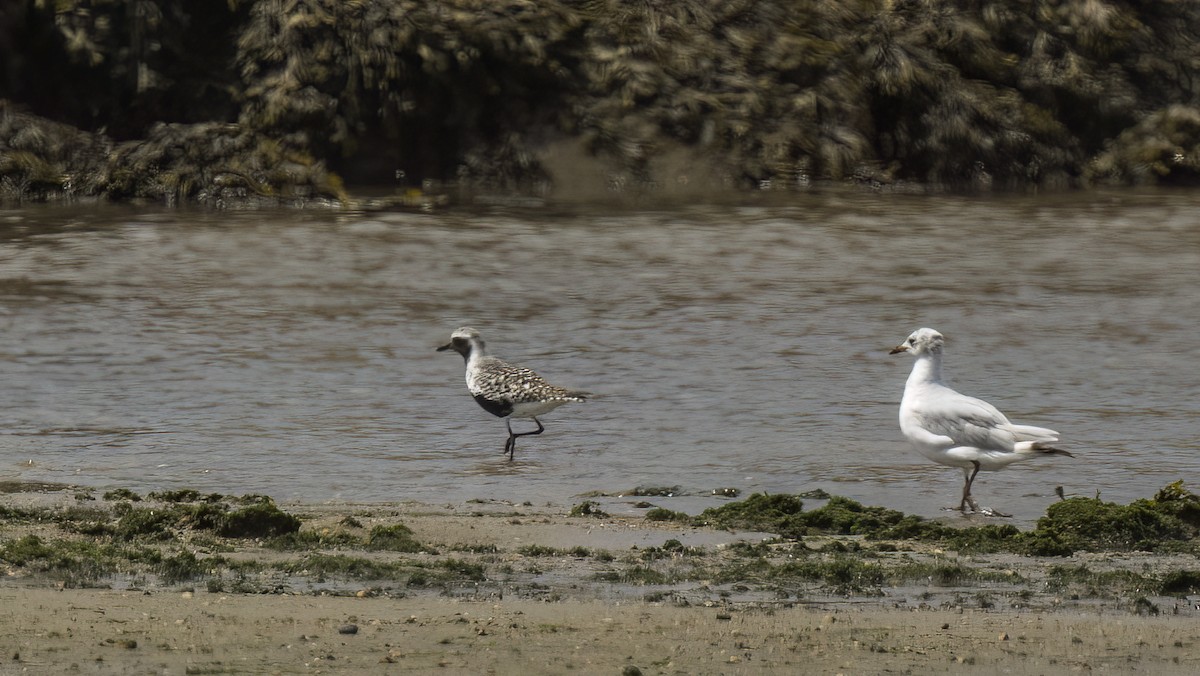 Black-headed Gull - ML619171323