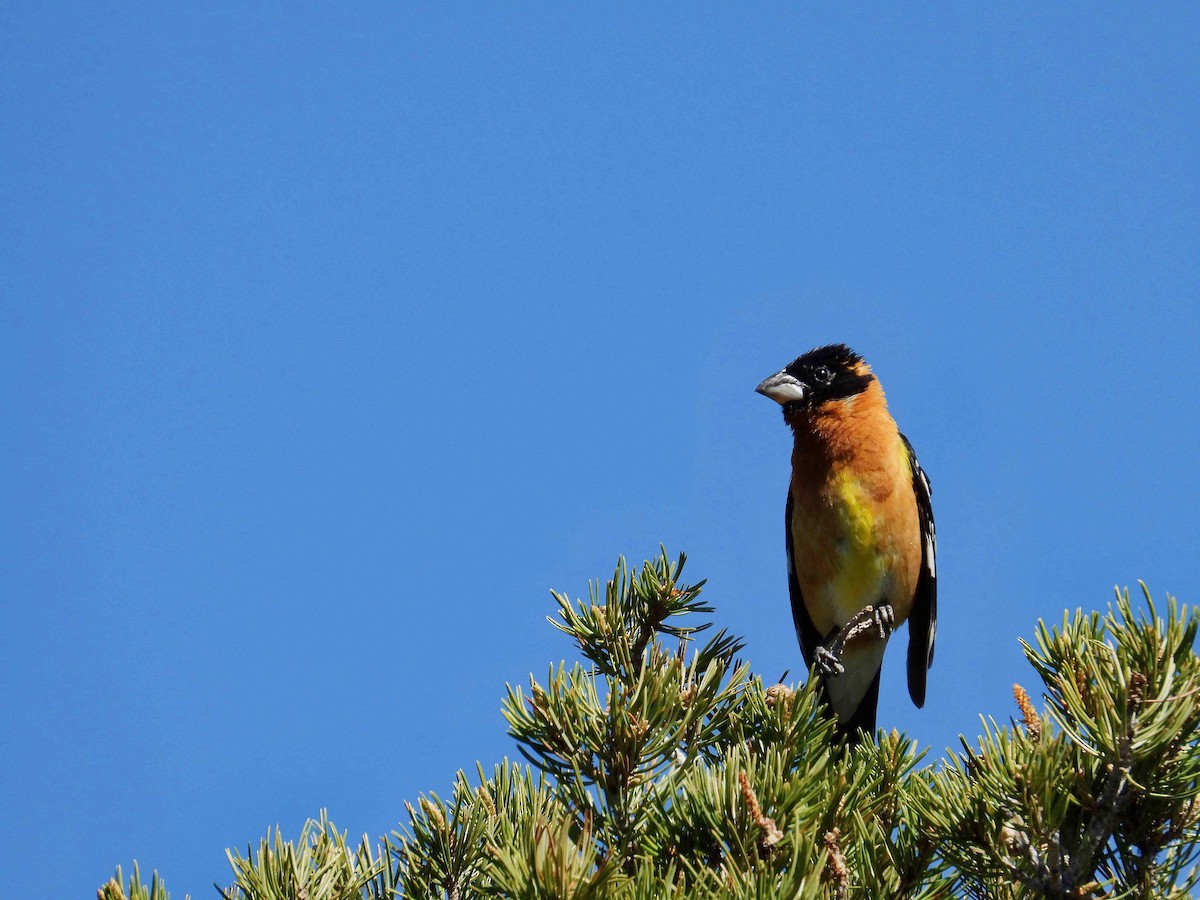 Black-headed Grosbeak - ML619171329