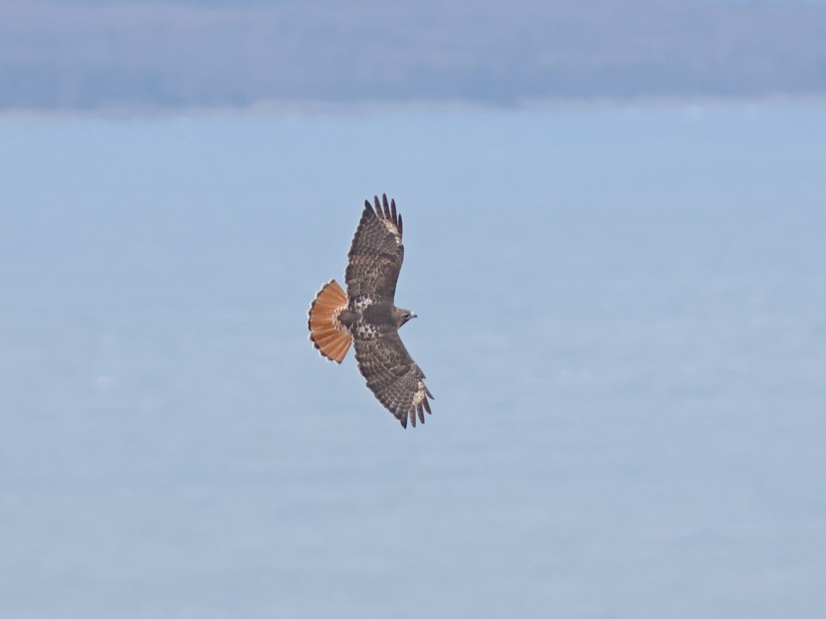 Red-tailed Hawk - Jessé Roy-Drainville