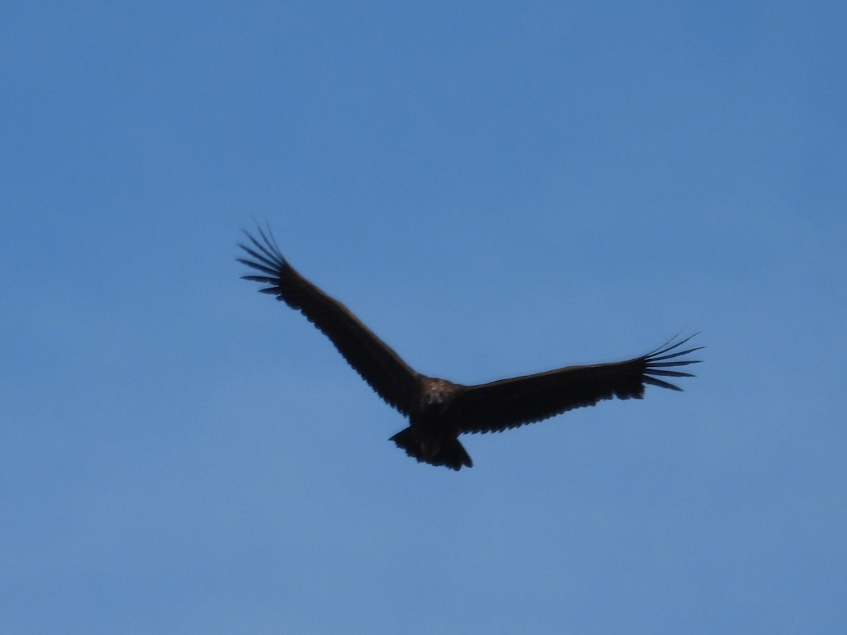 Cinereous Vulture - Agustín Agra