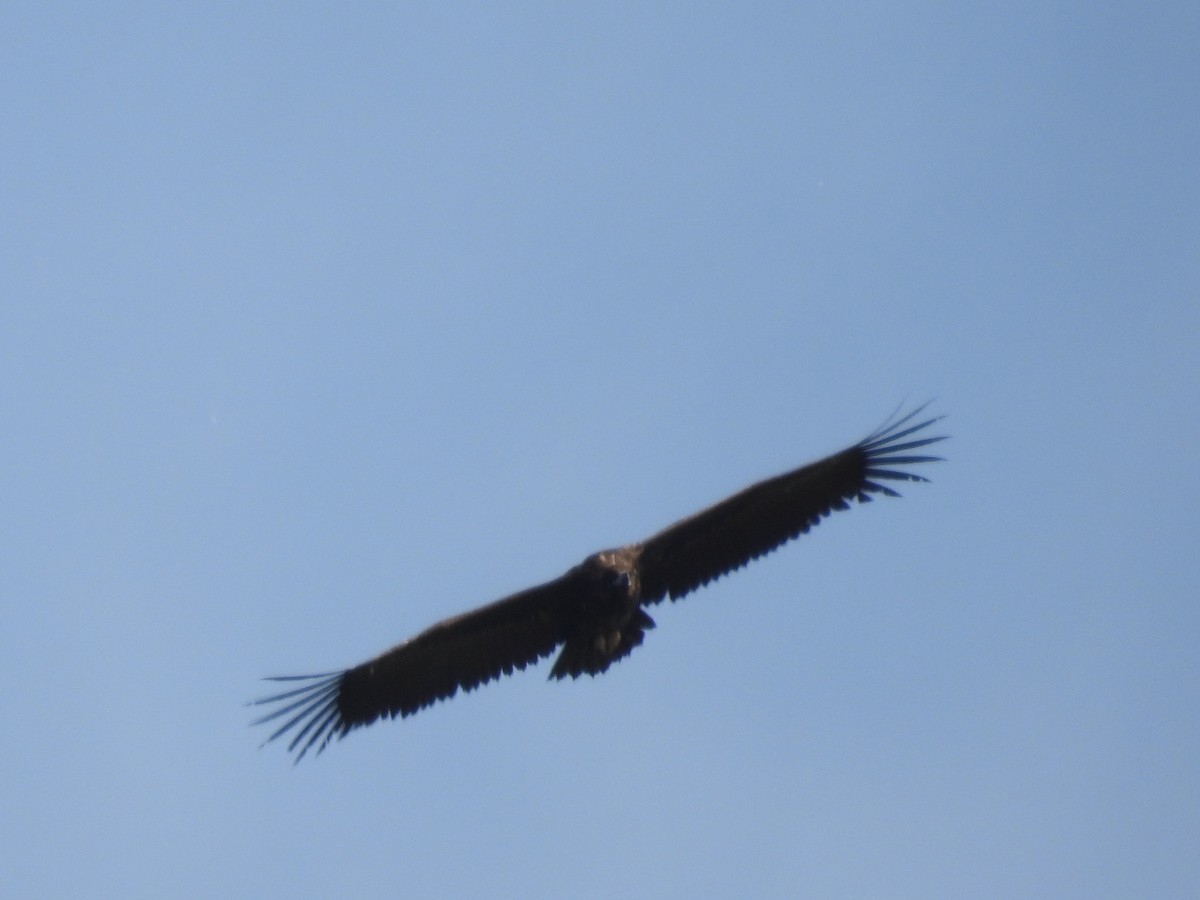 Cinereous Vulture - Agustín Agra