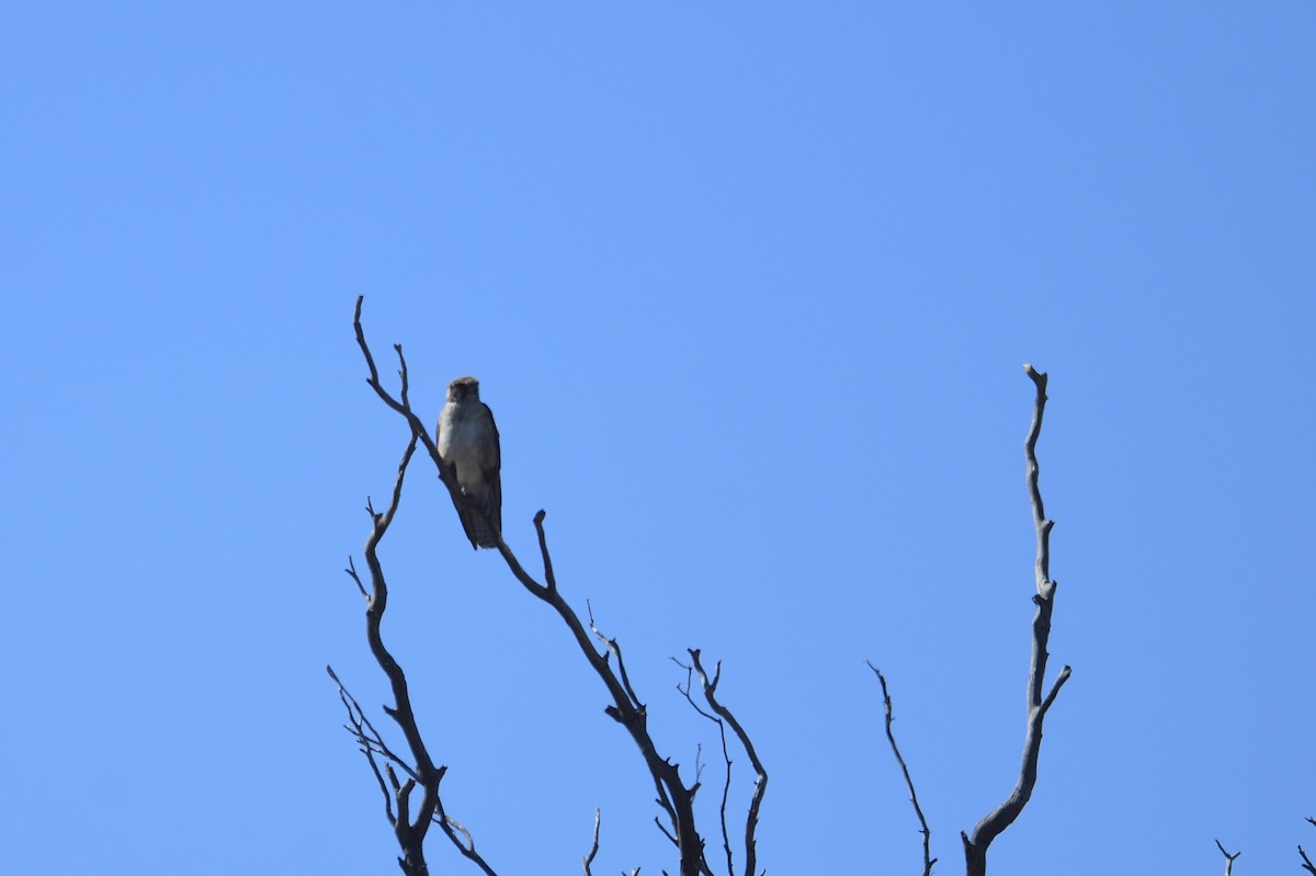 Brown Falcon - Ken Crawley