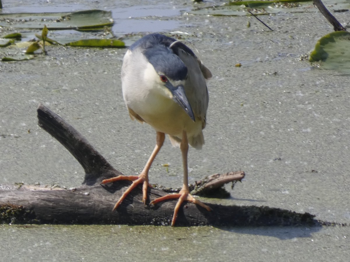 Black-crowned Night Heron - ML619171360