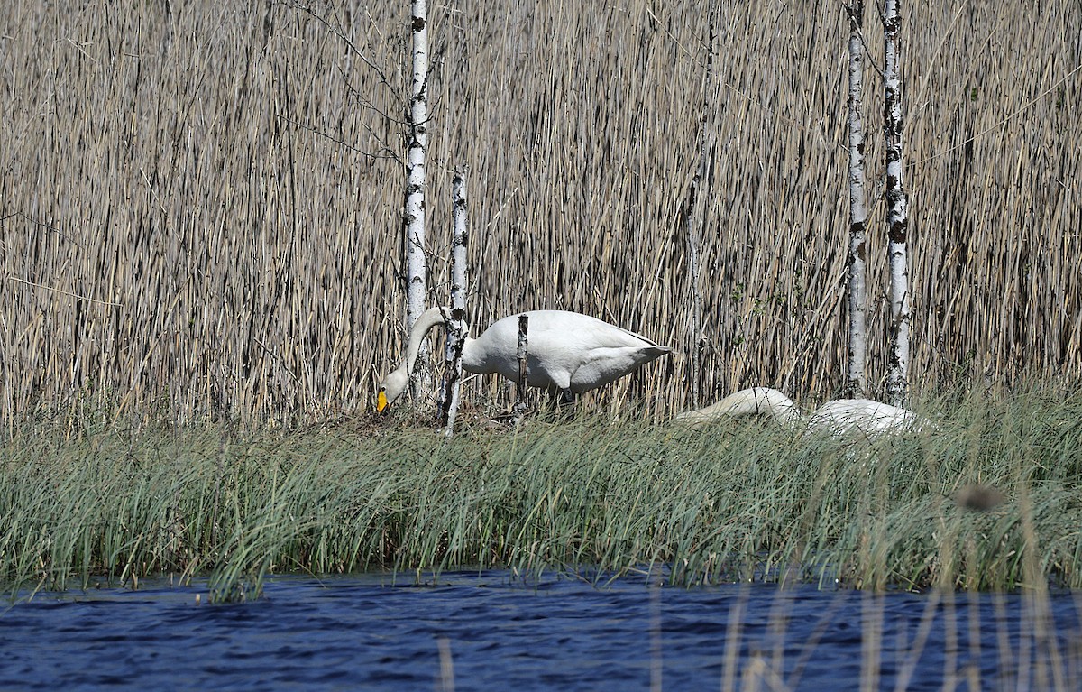 Whooper Swan - Sampsa Cairenius