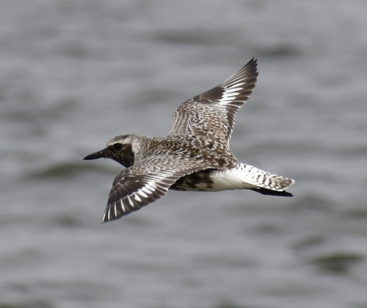 Black-bellied Plover - Harrison Calvin