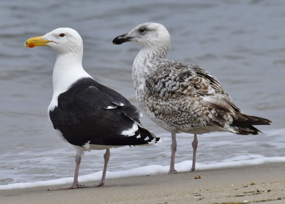 Great Black-backed Gull - Harrison Calvin