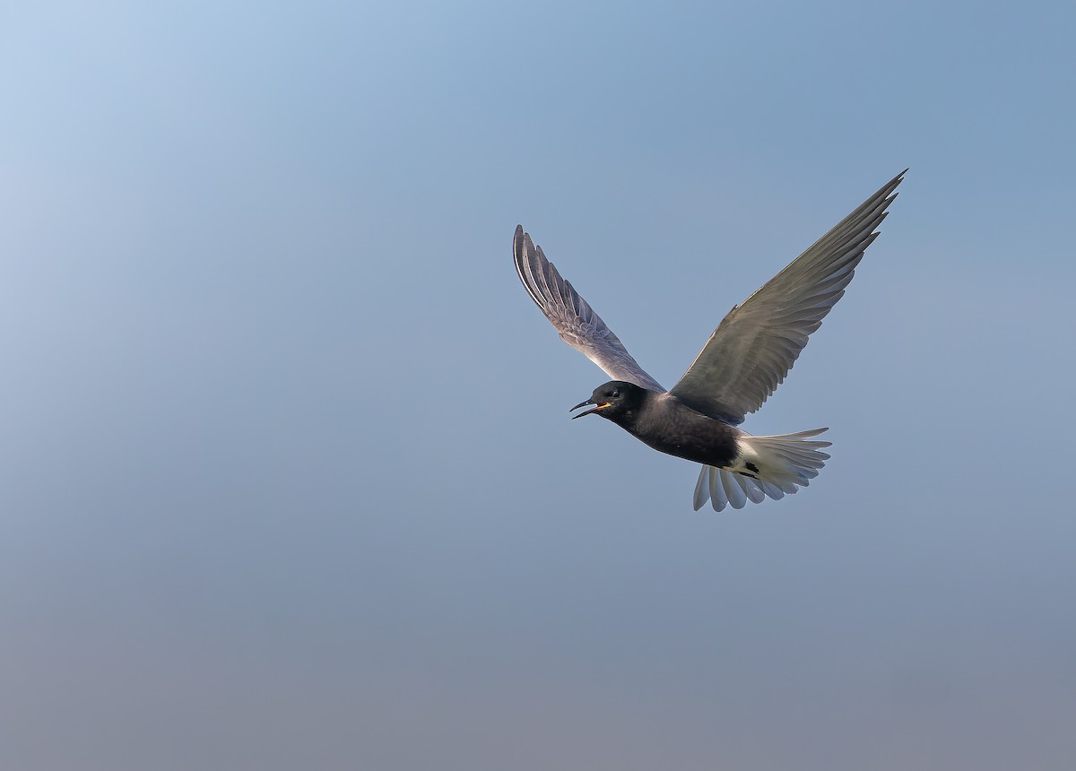 Black Tern - Piet Grasmaijer