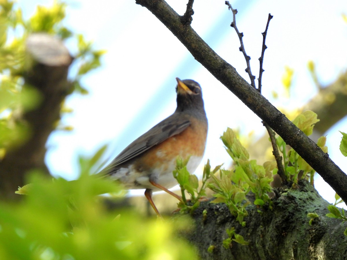 Eyebrowed Thrush - Young Gul Kim