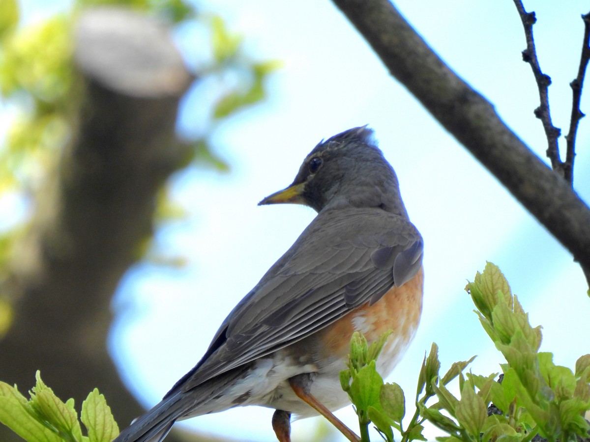 Eyebrowed Thrush - Young Gul Kim