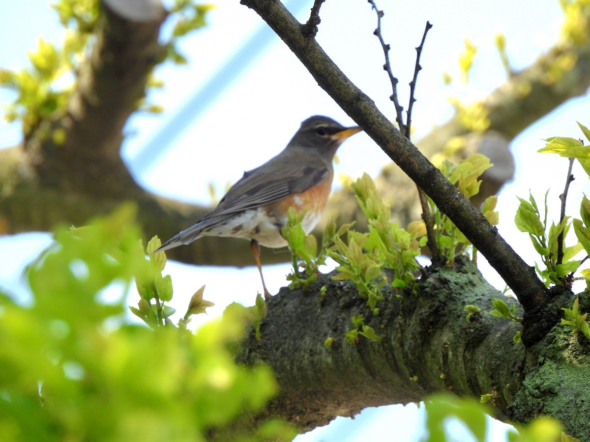 Eyebrowed Thrush - Young Gul Kim