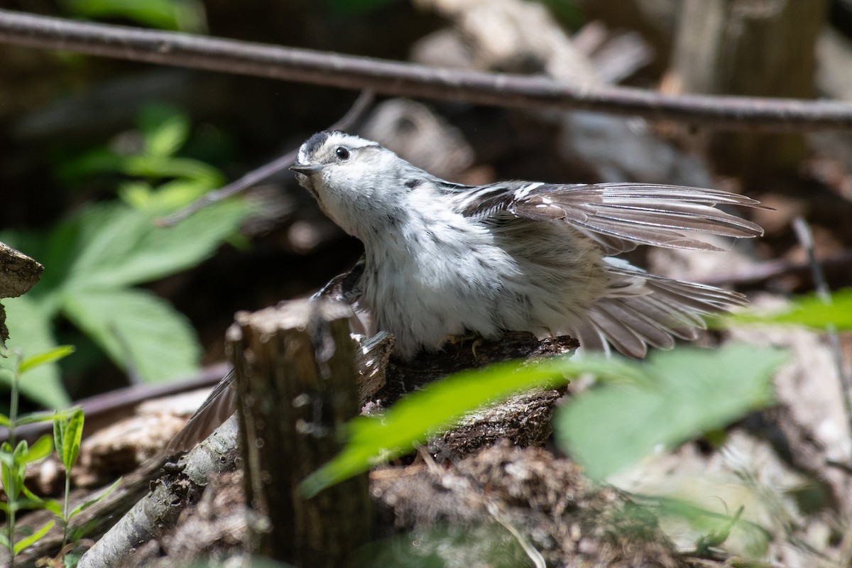 Black-and-white Warbler - Christy Hibsch