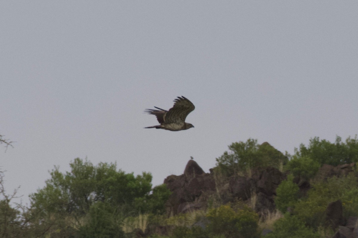 Short-toed Snake-Eagle - Johan Bergkvist