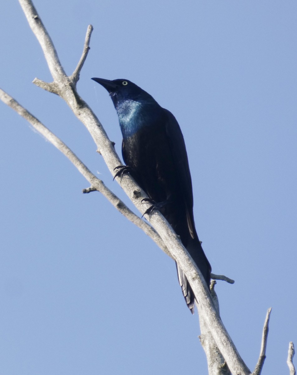 Common Grackle - ML619171441