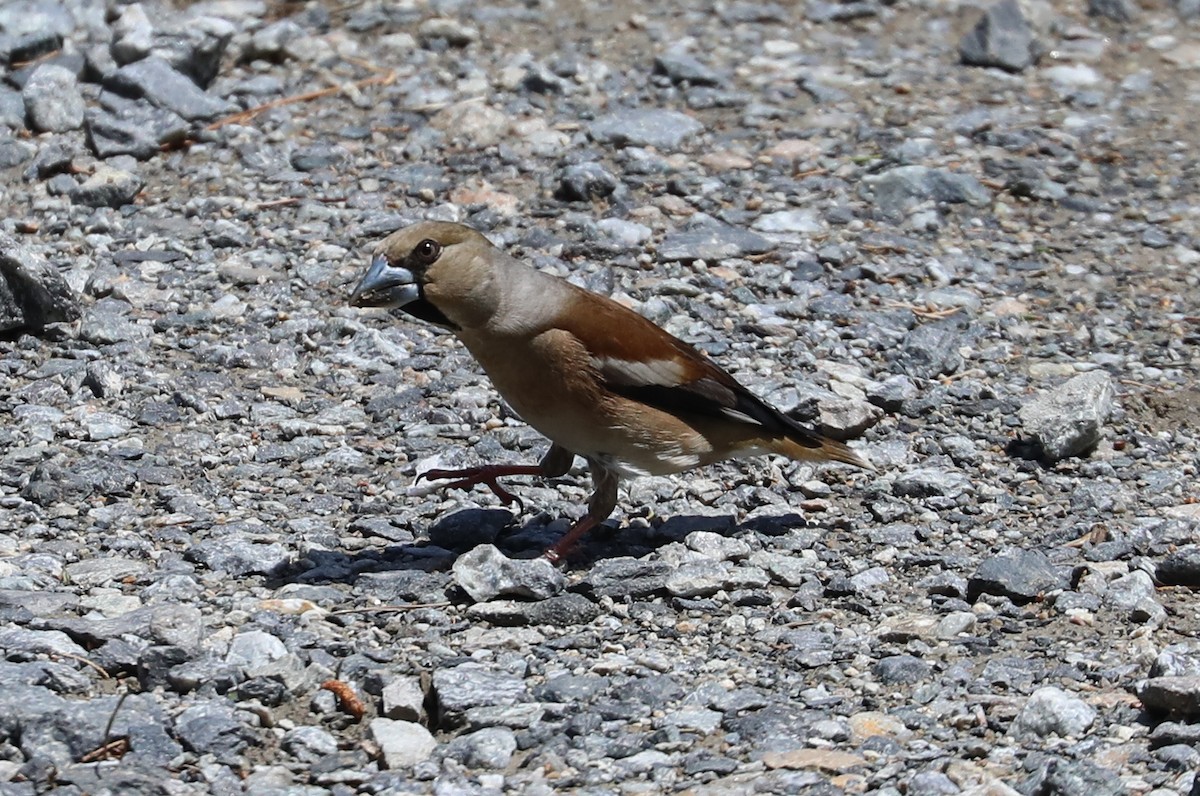 Hawfinch - ML619171449