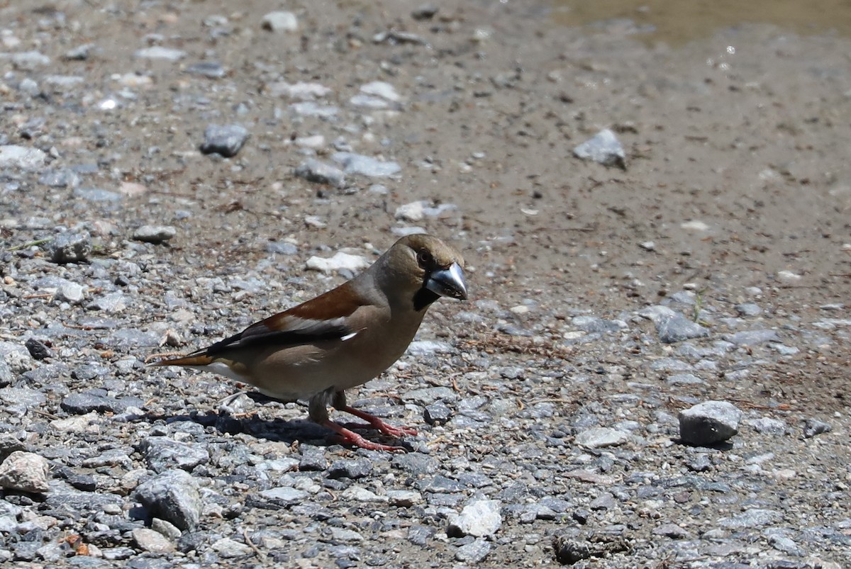 Hawfinch - ML619171451