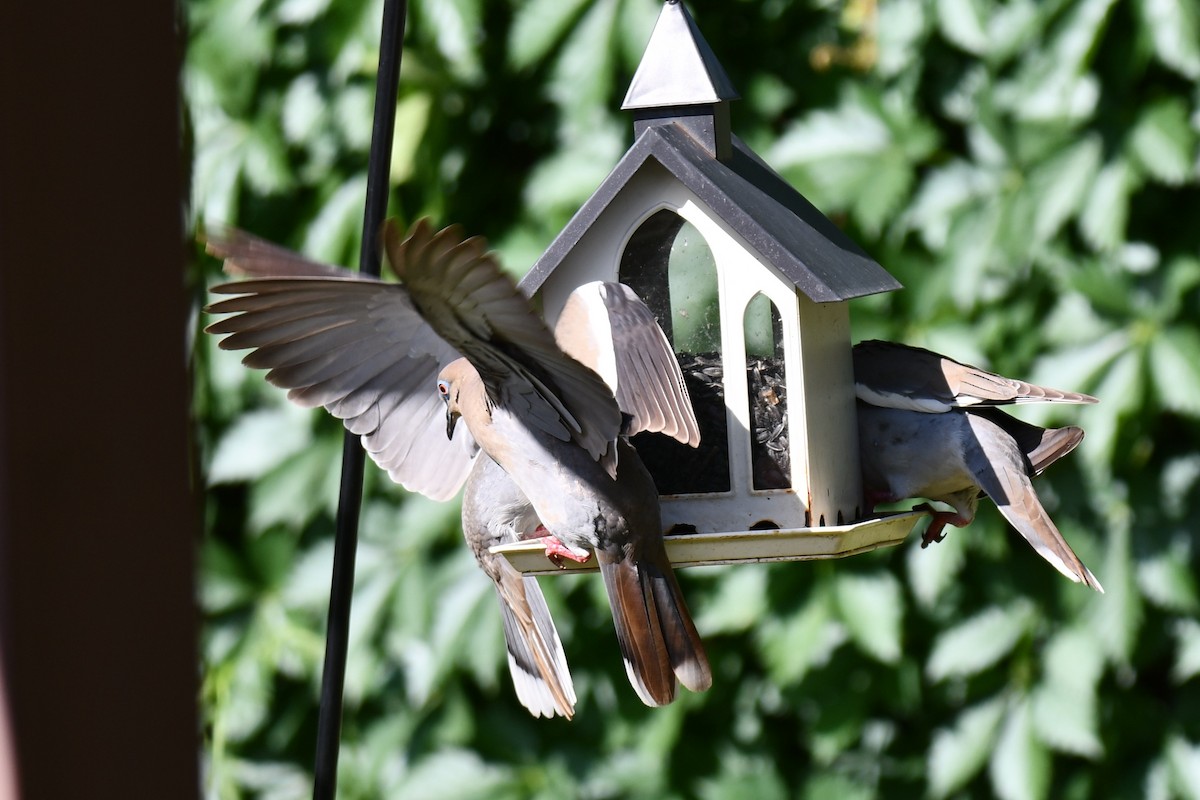 White-winged Dove - ML619171483