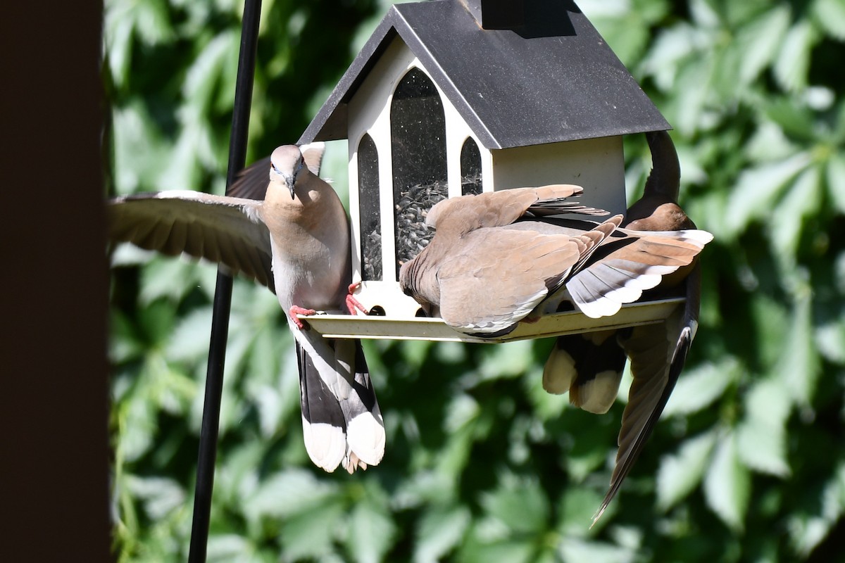 White-winged Dove - ML619171486