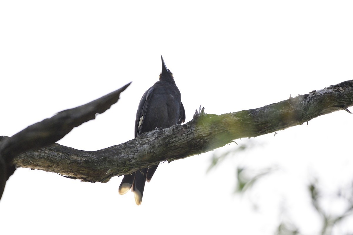 Pied Currawong - Ken Crawley