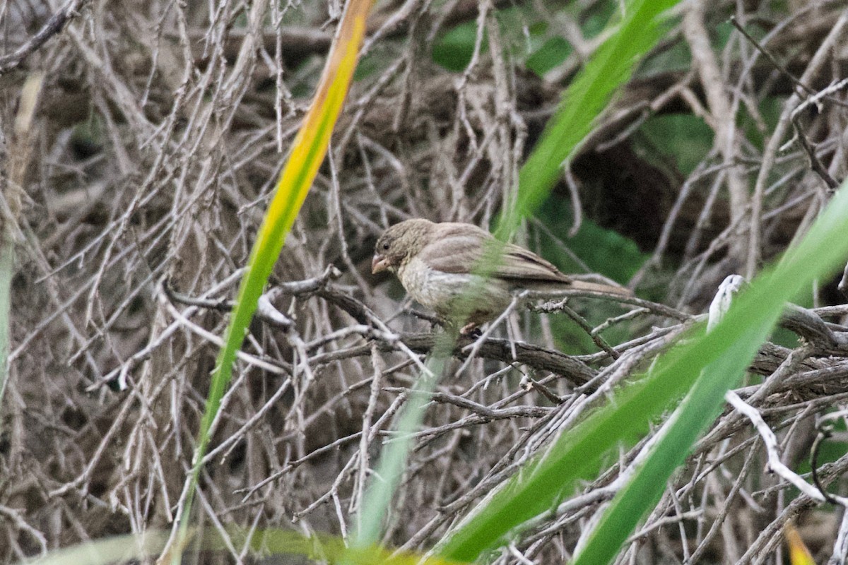 Olive-rumped Serin - ML619171501